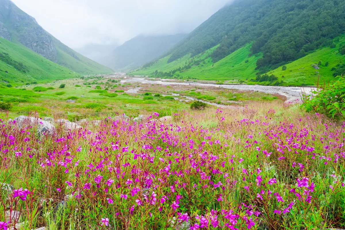 Valley of Flowers